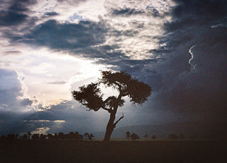 The Tree of Life | The Wild v. 01