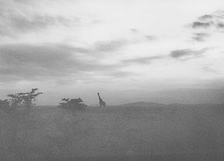 Lone Giraffe | The Wild v. 14