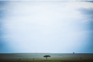 Sky Blue | The Wild v. 28