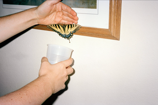 MD PRESENTS: Grace Ann Leadbeater Daniel Caught A Butterfly