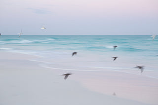 The Flight | The Wild v. 06